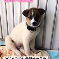 隅で震える子犬