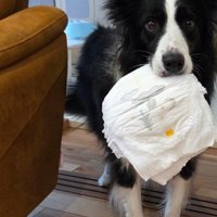 「おむついる？これでいい？」