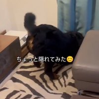 カーテンの下に顔を入れる犬