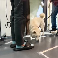 お店の床の匂いを嗅ぐ犬