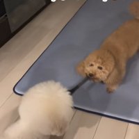 引っ張り合う小型犬達