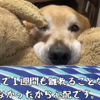 パパが出張へ…