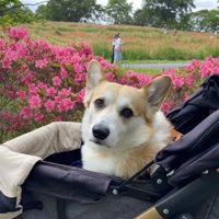 お散歩