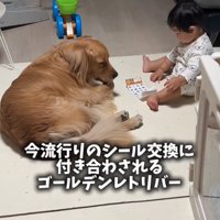 毛繕いしながら見守る大型犬