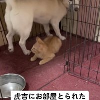 子猫をまたいで立つ犬