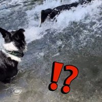 父親犬の目の前に上がった水しぶき