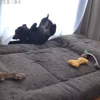 マットレスの上で跳ねるフレンチブルドッグ