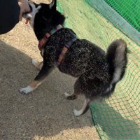 手にじゃれつく音色ちゃん