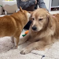 うにくんがおからちゃんをペロペロ♡