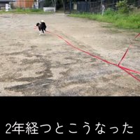 フリスビーをくわえて走る犬