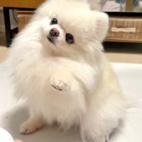 ファンサ