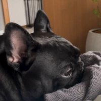 タオルで遊ぶジェットくん