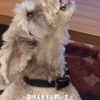 負けじと遠吠え！！