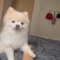 ぽんすけ大先生