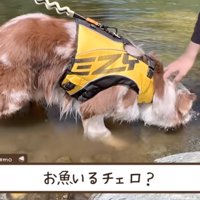 川の中に鼻先を入れるオーストラリアンシェパード