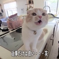 「ダメだよ。わかった？」「にゃ～♪」