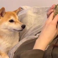横になって編み物をする飼い主を見つめる犬