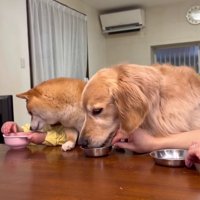 ほのちゃんのお芋をチラ見…