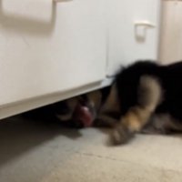 チェストの下に体を入れる犬