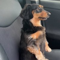 助手席に乗る犬2