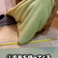 毛布を咥えて廊下を走る犬
