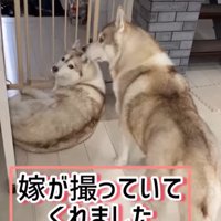 寧々ちゃん＆茶々ちゃんのお出迎え