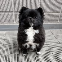 たぬき