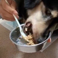 今頃は2匹で遊んでいるかも…
