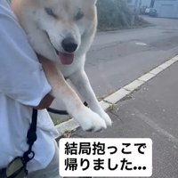 ぶん太くんとパパさんのお散歩⑩