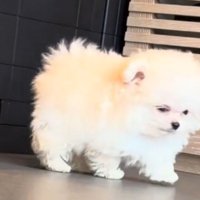 目を細めながら壁の前から立ち去る子犬