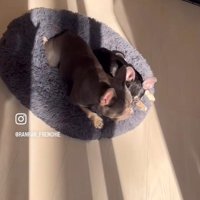 ととまる君＆らんまる君3