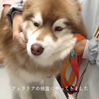 気が気ではないコスモくん