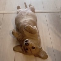 まぁるいお腹がたまりません