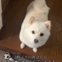 お見送りするべらちゃん