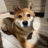 アップのイブキくん