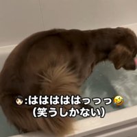 くるくる回る犬