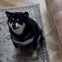 座ったまま見上げる犬