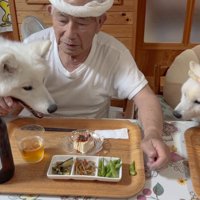 柴犬