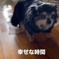 こちらを見る黒い犬
