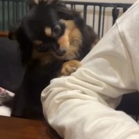 人の袖に前脚をかける犬