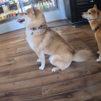 店員さんにオヤツをおねだりする2匹