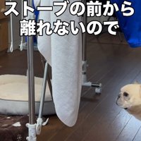 リードを付けたら…