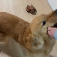 駆け寄る大型犬