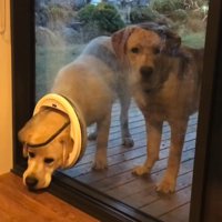もう絶対に入れない！