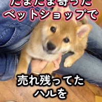 売れ残っていたハルちゃん