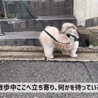 あるお家の前で立ち止まります