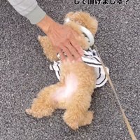 老人に撫でられてうっとりする犬