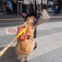 ジャンプする犬