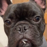 むね肉を食べたぼんくん