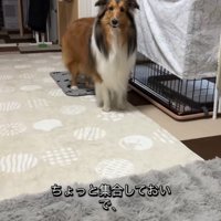 「おいで」と呼んだら…